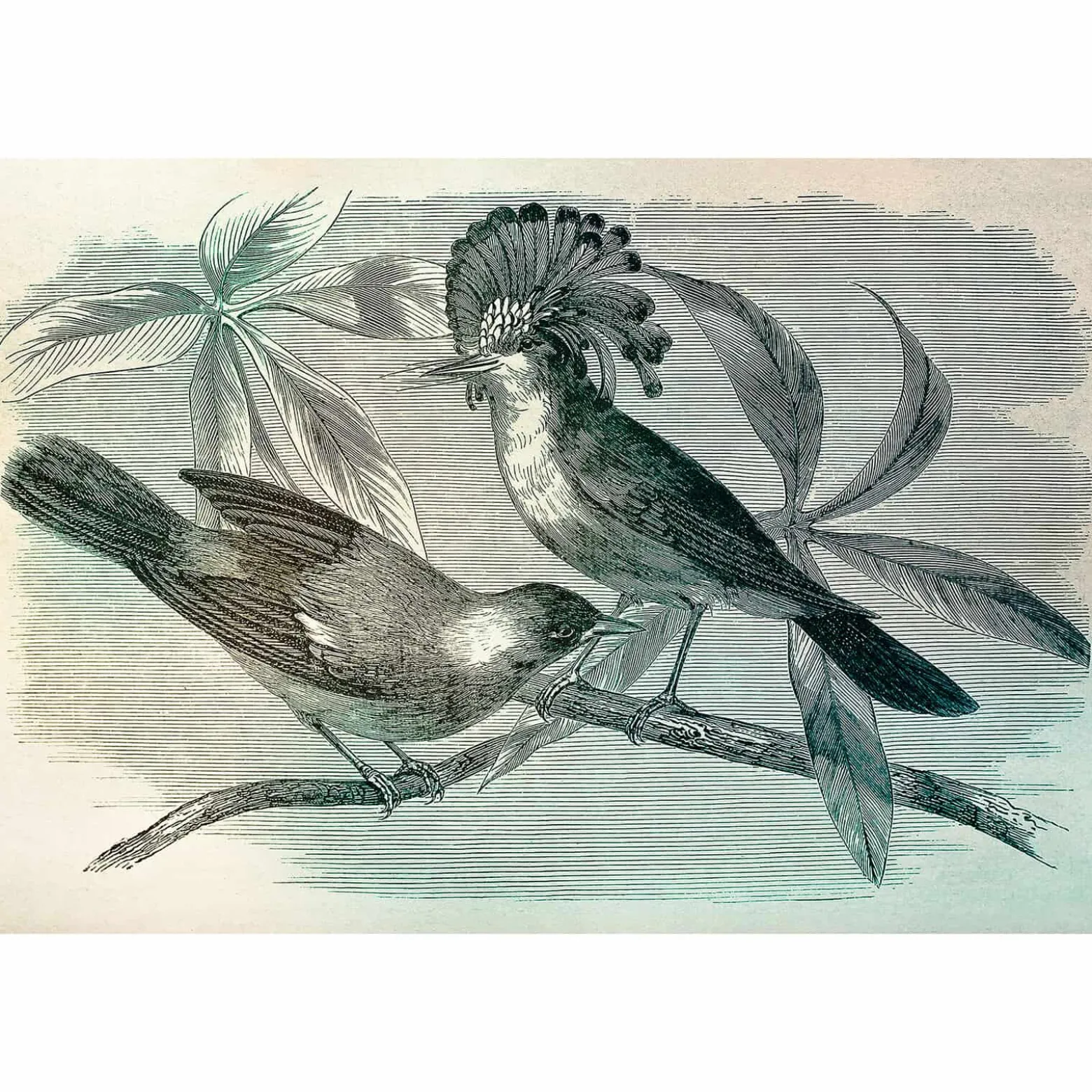 Fototapete Vlies Vögel Tropisch creme schwarz Premium