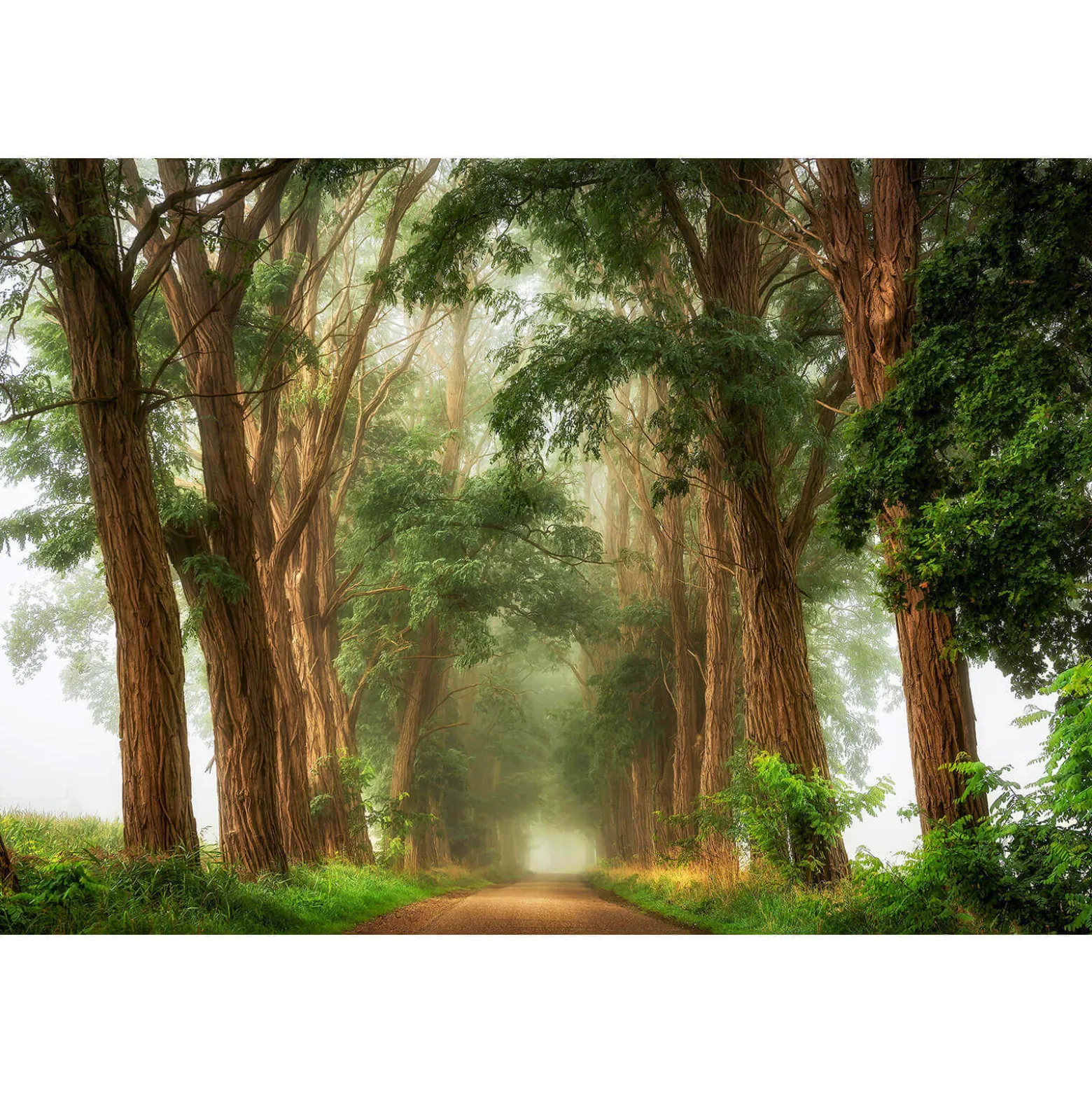 Fototapete Vlies Wald Allee Bäume grün braun