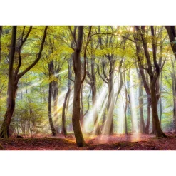 Fototapete Vlies Wald Bäume Spätsommer grün