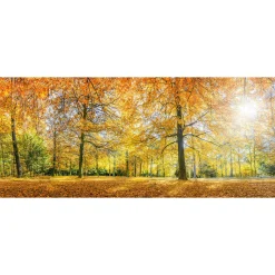 Fototapete Vlies Wald Herbst Blätter grün orange
