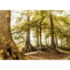 Fototapete Vlies Wald Laubbäume braun grün