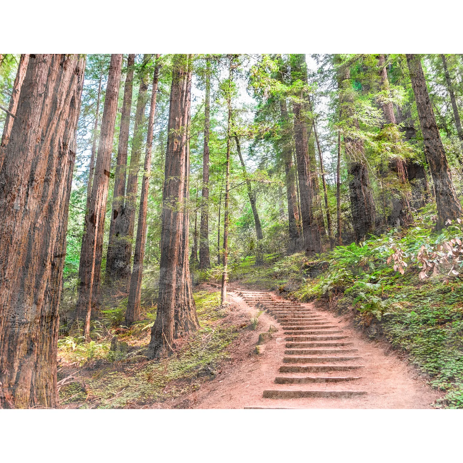 Fototapete Vlies Wald Treppe Weg grün braun Designwalls