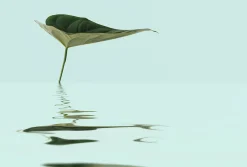 Fototapete Vlies Zen Wasser-Blatt blau grün