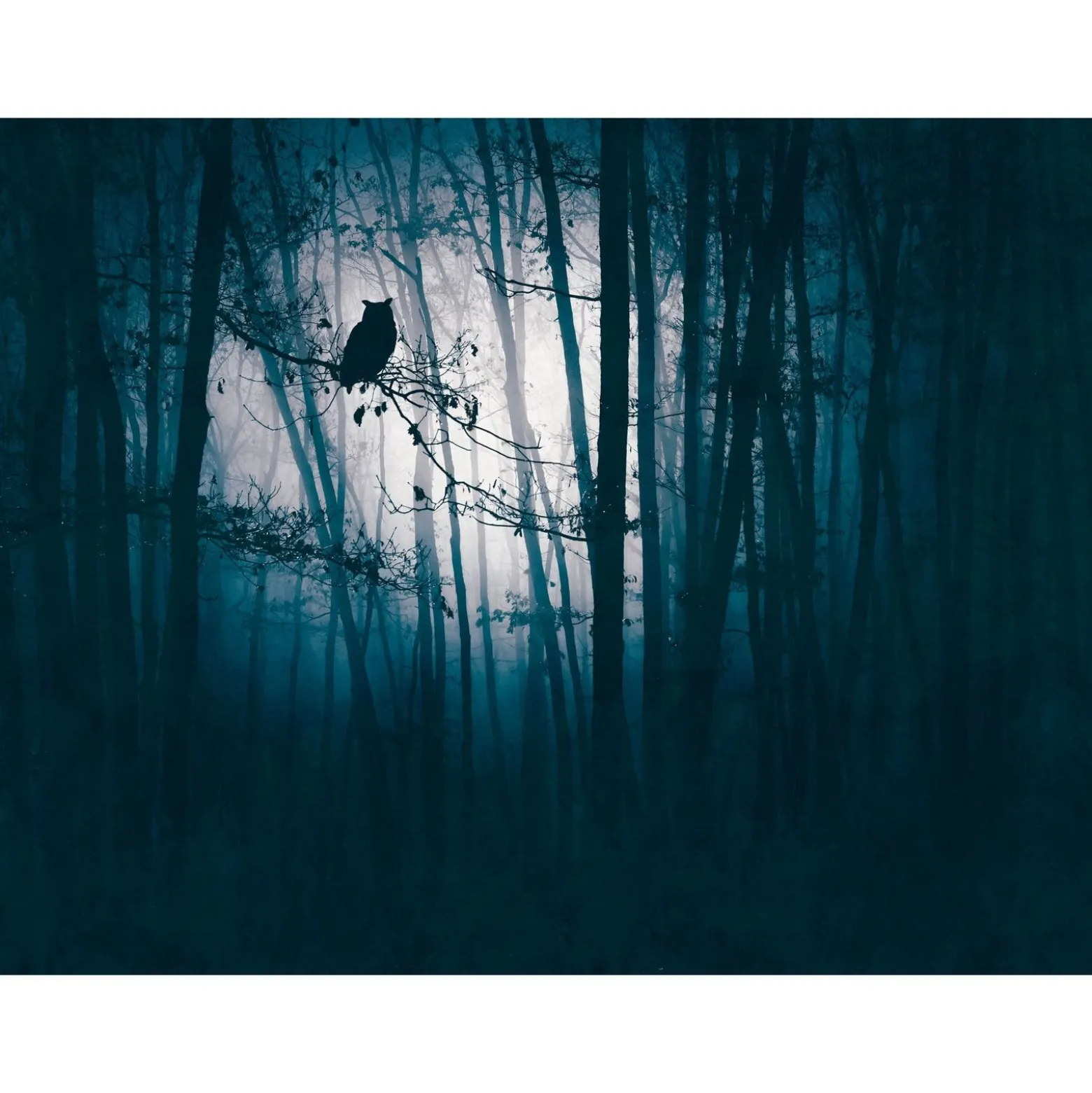 Fototapete Wald Eule Nacht Blau Schwarz 39909-1