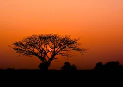 Rasch Fototapete Vlies Baum Afrika Orange Sonne 363647