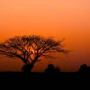 Rasch Fototapete Vlies Baum Afrika Orange Schwarz