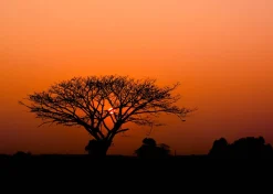 Rasch Fototapete Vlies Baum Afrika Orange Schwarz