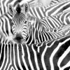 Rasch Fototapete Vlies Zebra Exotisch S/W 363616