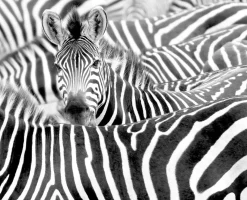 Rasch Fototapete Vlies Zebra Exotisch Schwarz Weiß