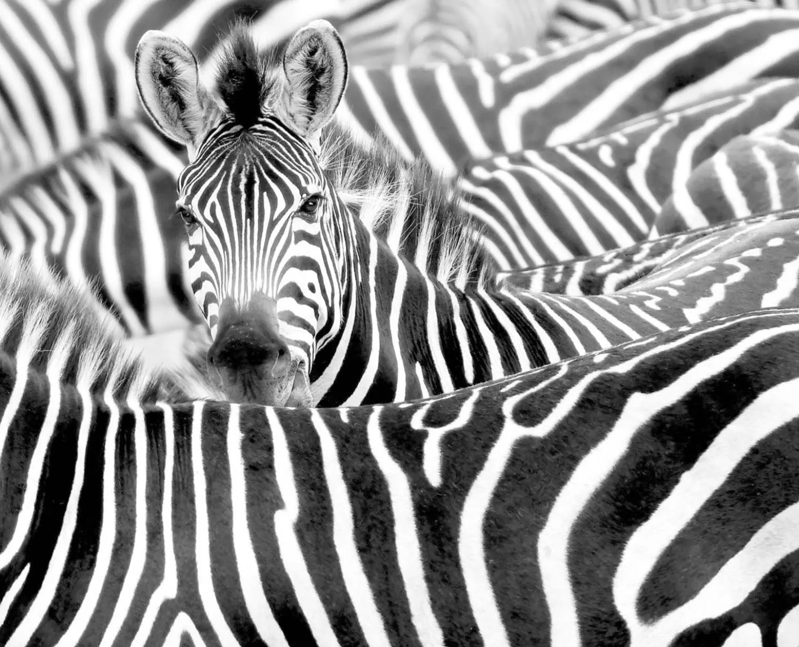 Rasch Fototapete Vlies Zebra Exotisch Schwarz Weiß